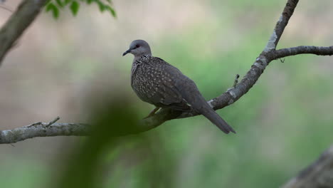 A-spotted-dove-perched-on-a-branch-swaying-in-the-breeze