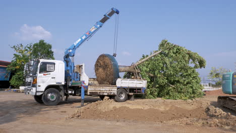 Full-grown-tree-loaded-on-a-flatbed-truck-and-ready-to-be-pulled-by-a-pulley-attached-to-a-crane,-readied-for-replanting-in-a-province-in-Thailand