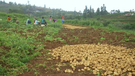 Agricultores-Indios-Cosechando-Patatas-Orgánicas-En-Los-Campos