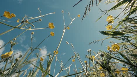 Grasblumen-Blühen-Auf-Dem-Feld-Bei-Sonnenuntergang-Mit-Blauem-Himmel,-Aus-Geringer-Perspektive-Vom-Boden-Oder-Aus-Der-Vogelperspektive