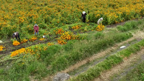 Aerial-footage-of-Mexican-farmers-preparing-the-marigold-crop-for-the-day-of-the-dead