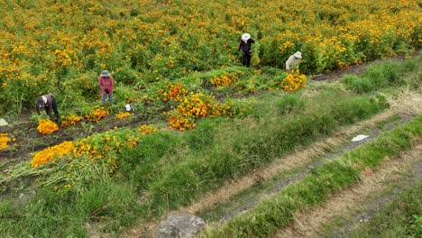 Imágenes-Aéreas-De-Agricultores-Mexicanos-Preparando-La-Cosecha-De-Caléndula-Para-El-Día-De-Muertos.