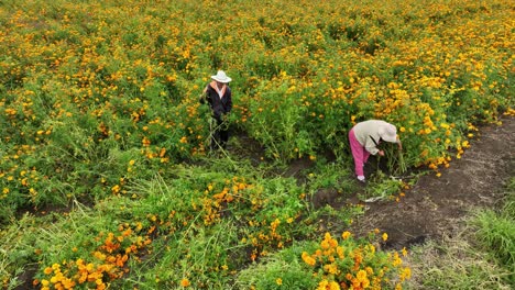 Imágenes-Aéreas-De-Una-Pareja-De-Agricultores-Trabajando-En-Sus-Campos-De-Flores-De-Cempasúchil,-También-Conocida-Como-Flor-De-Caléndula.