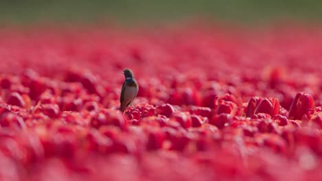 Bluethroat-bird-Luscinia-svecica-perched-in-sea-of-red-tulips,-Keukenhof-fields