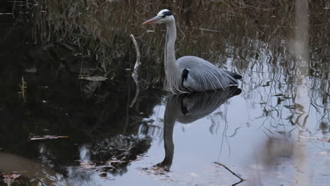 A-heron-is-meditating-in-the-waters-of-Tokyo's-Shakuji-Park