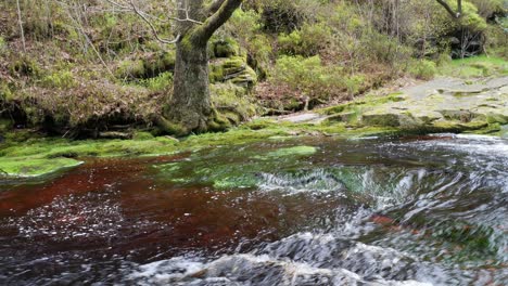 Slow-moving-forest-stream-waterfall,-nature's-serenity-scene-with-tranquil-pool-below,-lush-greenery-and-moss-covered-stones,-sense-of-peacefulness-and-untouched-beauty-of-nature-in-forest-ecosystem