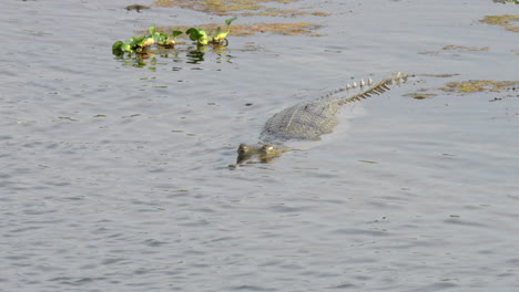 Un-Cocodrilo-Gavial-Medio-Sumergido-En-Un-Río.