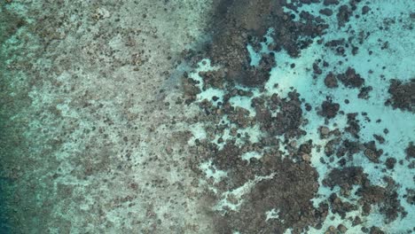 Top-down-aerial-drone-video,-flying-up-and-away-from-corals-and-reef-in-the-Maldives
