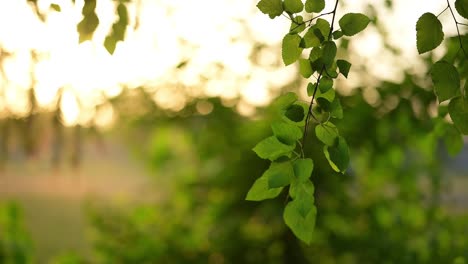 Sonnenlicht-Scheint-Im-Frühling-Durch-Die-Blätter-Der-Bäume