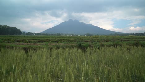 Crane-shot-from-wheat-filed-to-a-dark-mountain-in-Rwanda