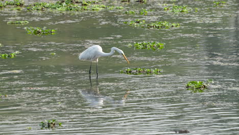 Ein-Silberreiher-Fischt-An-Einem-Sonnigen-Morgen-In-Einem-Fluss-Im-Chitwan-Nationalpark-In-Nepal