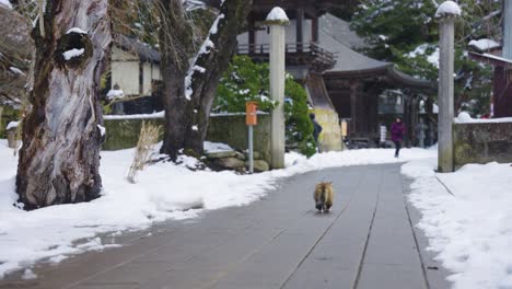 Disparo-En-Cámara-Lenta-En-La-Nieve