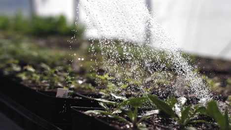 Super-Zeitlupenaufnahme-Von-Wasser-Aus-Einem-Schlauch,-Das-Auf-Kleine-Pflanzen-In-Einer-Gärtnerei-Fällt