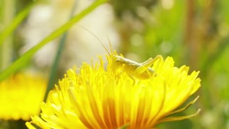 A-close-up-shot-of-a-green-grasshopper-enjoying-the-nectar-on-a-bright-yellow-dandelion-flower-in-a-field-on-a-sunny-day