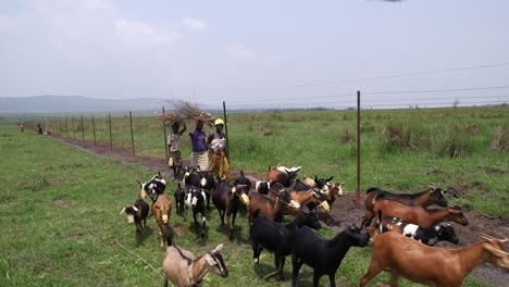 Frauen-Wandern-In-Afrika-Mit-Ihren-Ziegen-Entlang-Elektrischer-Zäune-Außerhalb-Des-Akagera-Nationalparks