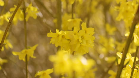 Macro-close-up-of-a-yellow-forsythia-shrub