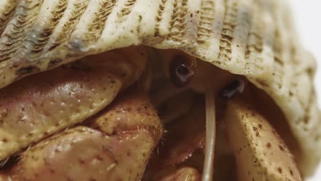 Super-Macro-Shot-of-Hermit-Crab-Eyes