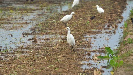 Flock-of-birds-foraging-on-the-agricultural-farmlands,-feeding-on-the-fallen-crops-on-the-harvested-paddy-fields,-close-up-shot