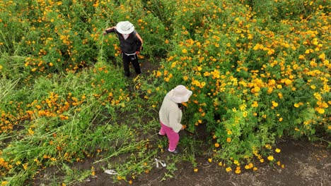 Luftaufnahme-Eines-Bauernpaares-Bei-Der-Arbeit-An-Ihren-Cempasúchil-Blumenernten