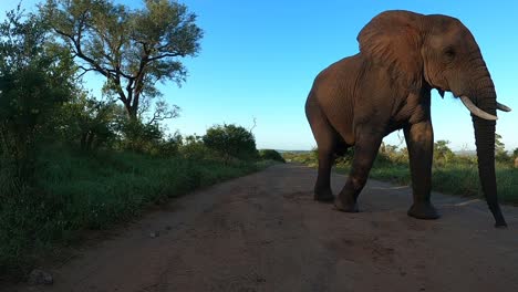 A-large-elephant-passes-on-a-dirt-road-next-to-a-ground-level-camera-in-a-game-reserve