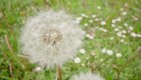 Dandelion-with-tracking-shot,-in-meadow