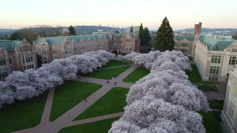 Colorful,-blooming-Cherry-trees-at-the-University-of-Washington---Aerial-view
