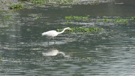 A-great-egret-fishing-in-a-river-on-a-sunny-morning-in-the-Chitwan-National-Park-in-Nepal