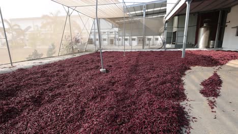 POV-Shot-Chilis-Werden-Nach-Bedarf-Des-Arbeiters-In-Die-Maschine-Gemahlen