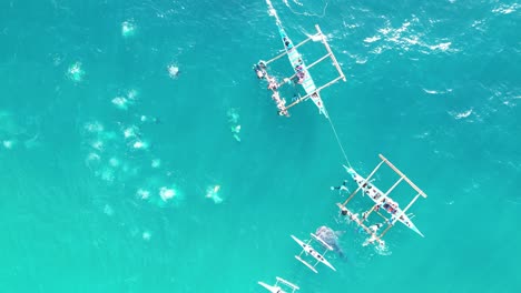 Práctica-De-Alimentación-Durante-El-Turismo-De-Tiburones-Ballena-En-Oslob,-Drone-De-Arriba-Hacia-Abajo