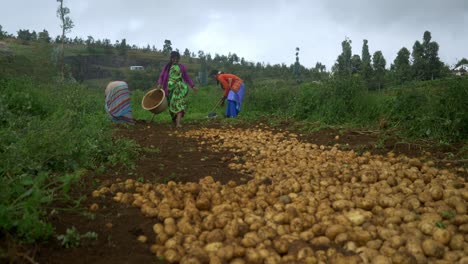 Indische-Bäuerinnen-Ernten-Bio-Kartoffeln-Auf-Dem-Feld