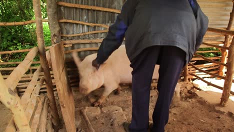Tierarzt-Verwendet-Eine-Spritze-Bei-Einem-Schwein-In-Afrika