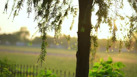 Flaschenbürstenbaum-Am-Abend