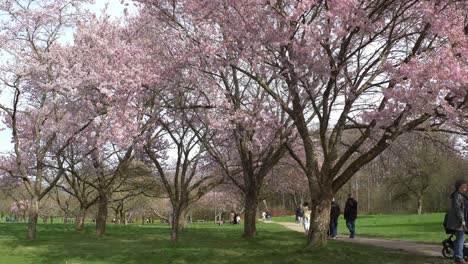 Voll-Erblühte-Sakura-Bäume-In-Einem-Stadtpark