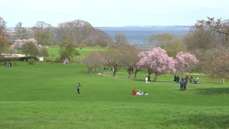 Voll-Erblühte-Sakura-Bäume-In-Einem-Stadtpark