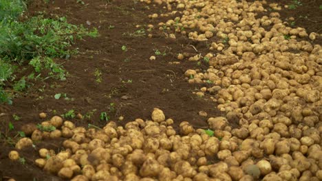 Indische-Bäuerinnen-Ernten-Bio-Kartoffeln-Auf-Dem-Feld