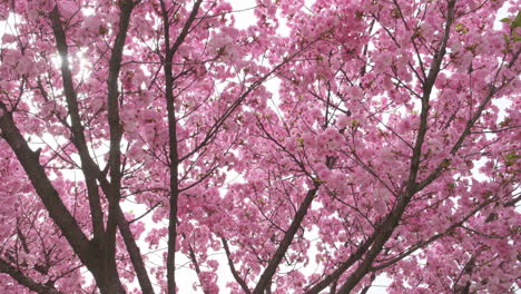 Zarte-Kirschblüten-In-Voller-Blüte,-Ein-Sanftes-Zeichen-Der-Ankunft-Des-Frühlings,-Eingefangen-In-Weichem-Fokus-Mit-Subtilem-Sonnenlicht