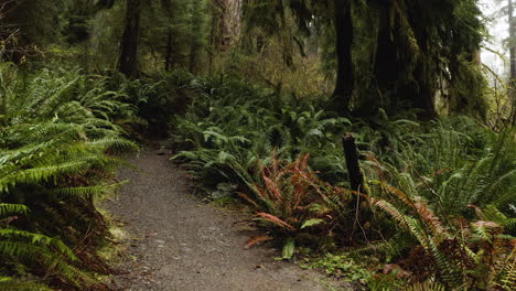 POV-Entlang-Des-Weges-Im-Hoh-Regenwald-Mit-Farnen-Und-Moosen-Säumen-Den-Weg,-Olympic-Nationalpark,-USA