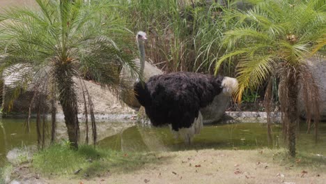 Ostrich-standing-in-a-small-pond-surrounded-by-palm-trees