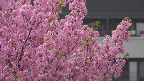 Flores-De-Cerezo-En-Plena-Floración,-Una-Suave-Señal-De-La-Llegada-De-La-Primavera,-Capturadas-En-Un-Enfoque-Suave-Con-Una-Sutil-Luz-Solar.