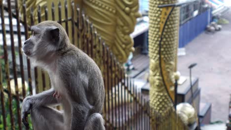 Curioso-Mono-Macaco-De-Cola-Larga-Observando-Los-Alrededores-En-La-Escalera-De-Las-Cuevas-De-Batu,-Selangor,-Malasia