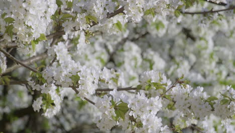 Close-up-of-white-cherry-blossom-flowers-with-delicate-petals-and-fresh-green-leaves,-heralding-the-joyous-arrival-of-spring