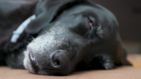 Vista-De-Enfoque-Estrecho-De-La-Nariz-De-Un-Perro-Negro-Mayor-Dormido-Mientras-Yace-En-El-Piso-De-La-Casa