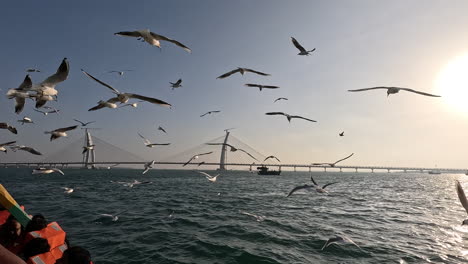 Viaje-Visual-De-Belleza-Y-Tranquilidad-Mientras-Las-Gaviotas-Se-Elevan-Majestuosamente-En-El-Cielo-Del-Atardecer,-Acentuando-El-Encanto-Del-Puente-Recién-Construido-En-Esta-Escena-De-Video-Cinematográfica.