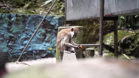 Long-tailed-Macaque-Monkey-Sitting-On-A-Fence-And-Eating-At-Batu-Caves-In-Selangor,-Malaysia