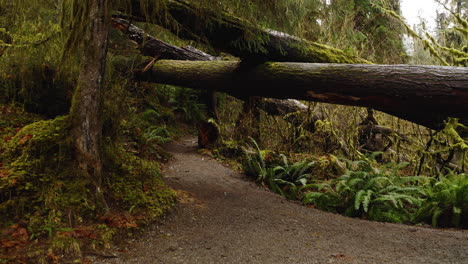 POV-Entlang-Des-Pfades-Im-Hoh-Regenwald-Unter-Moosigen-Baumstämmen,-Olympic-Nationalpark