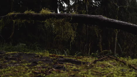 Umgestürzter-Moosiger-Baumstamm-Im-Hoh-Regenwald-Mit-Moos-Auf-Den-Ästen,-Olympic-Nationalpark,-USA