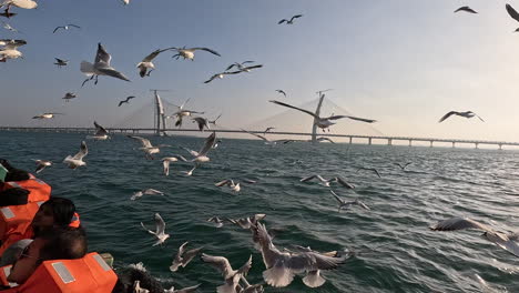 Marvel-at-the-dynamics-of-wildlife-as-seagulls-swarm-for-food-near-boat-carrying-tourists-in-life-jackets,offering-an-exciting-glimpse-into-coastal-ecosystems-|-group-of-seagulls-attacking-on-food