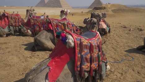 Hermosos-Camellos-Descansando-Graciosamente-En-Las-Arenas-Del-Desierto,-Adornados-Con-Vibrantes-Mantas-De-Tapiz-Rojo,-Con-Las-Icónicas-Pirámides-De-Giza-Elevándose-Majestuosamente-Al-Fondo-Bajo-Un-Cielo-Azul-Claro.