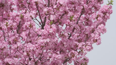 Flores-De-Cerezo-En-Plena-Floración,-Una-Suave-Señal-De-La-Llegada-De-La-Primavera,-Capturadas-En-Un-Enfoque-Suave-Con-Una-Sutil-Luz-Solar.