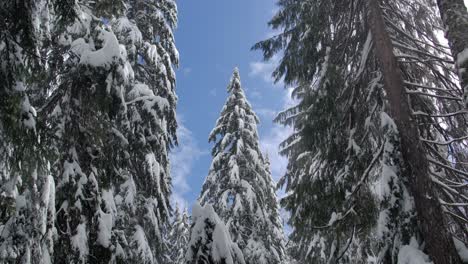 Snow-Covered-Coniferous-Trees-In-Winter---Low-Angle-Shot